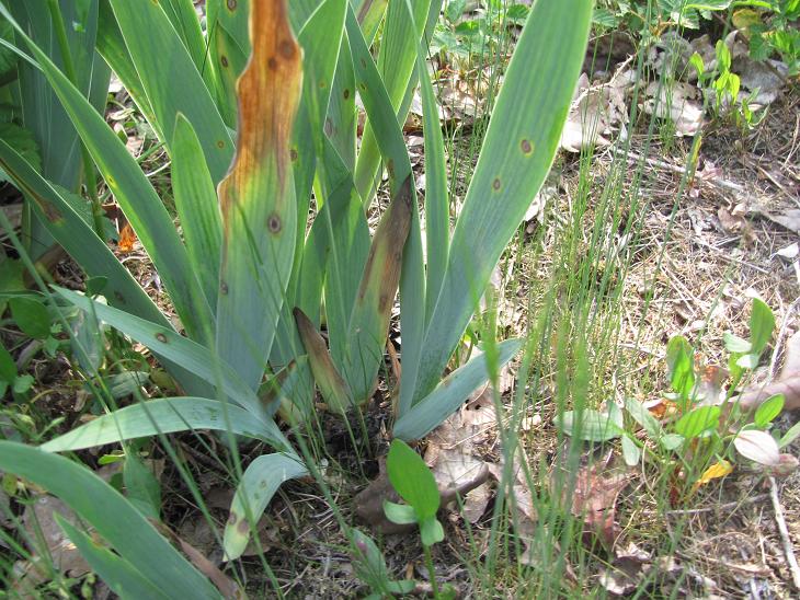 cultivar di Iris germanica